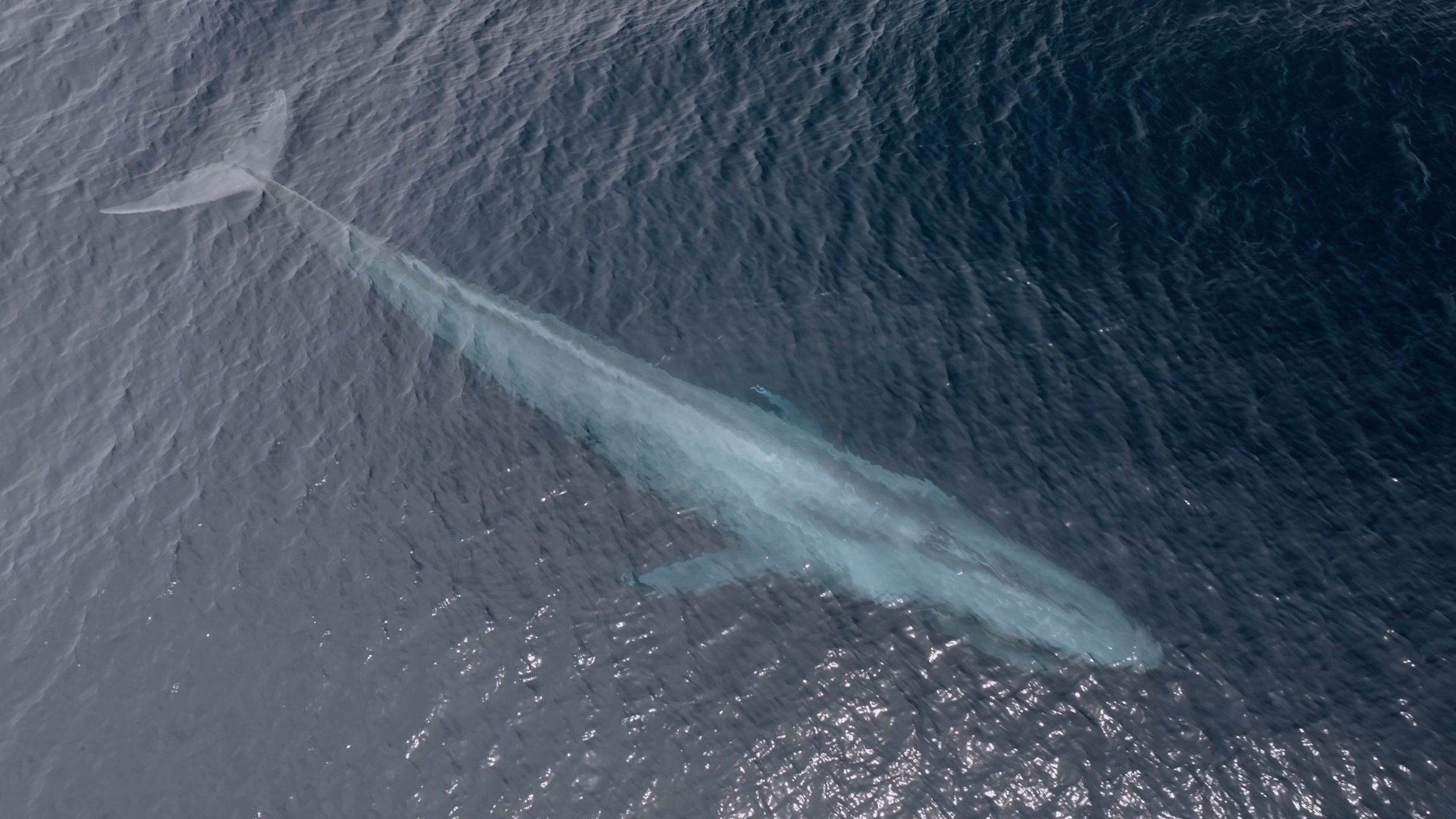 Blue Whale 2.jpg