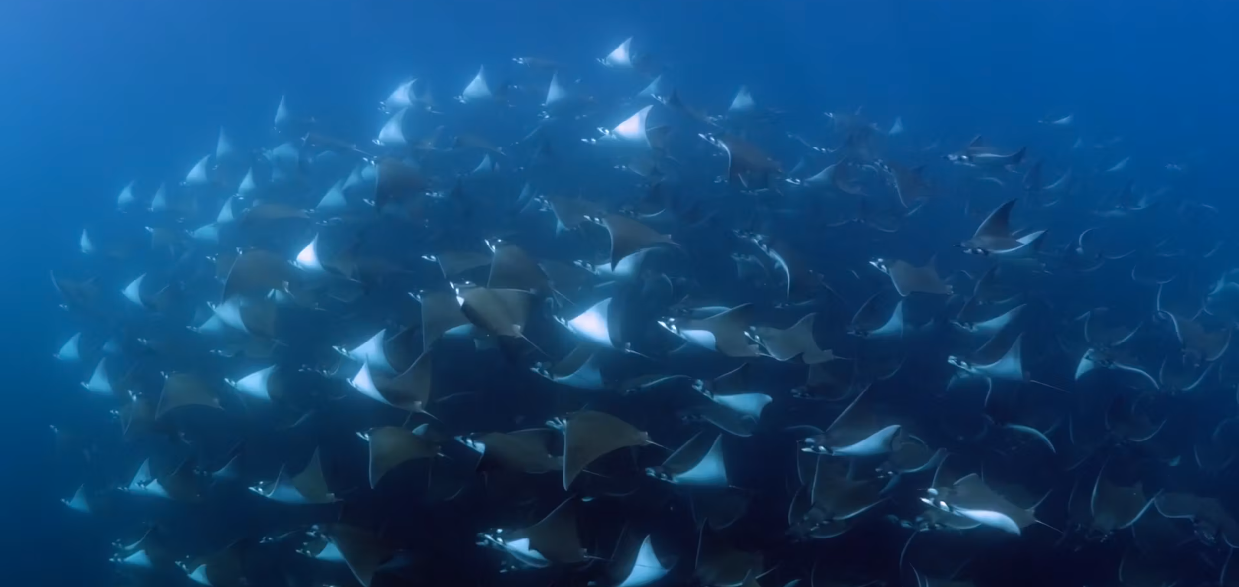 Mobula Rays Matthew David Kaplan.png