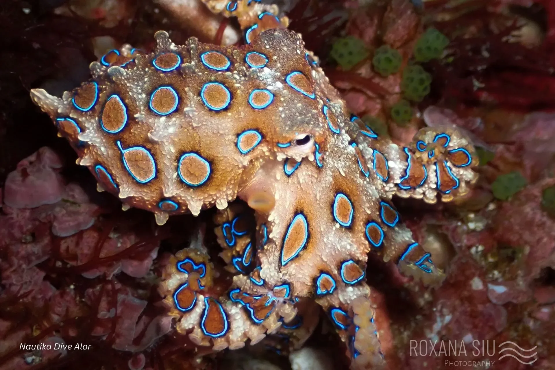alor octopus.webp