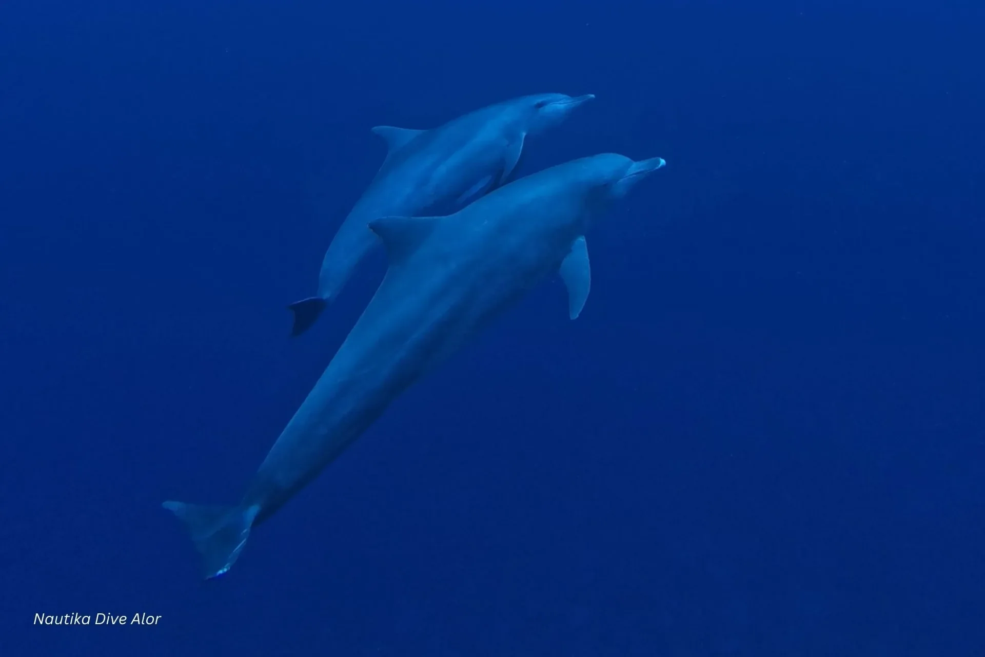 alor dolphin.webp