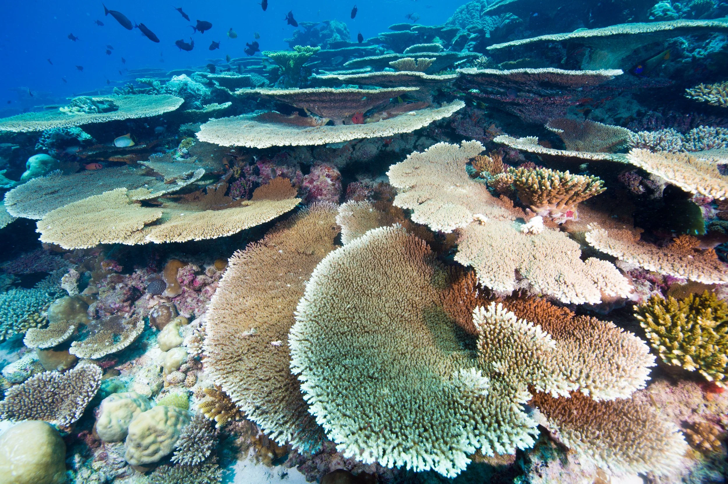 Table Coral_01©Mark Stickler.jpg