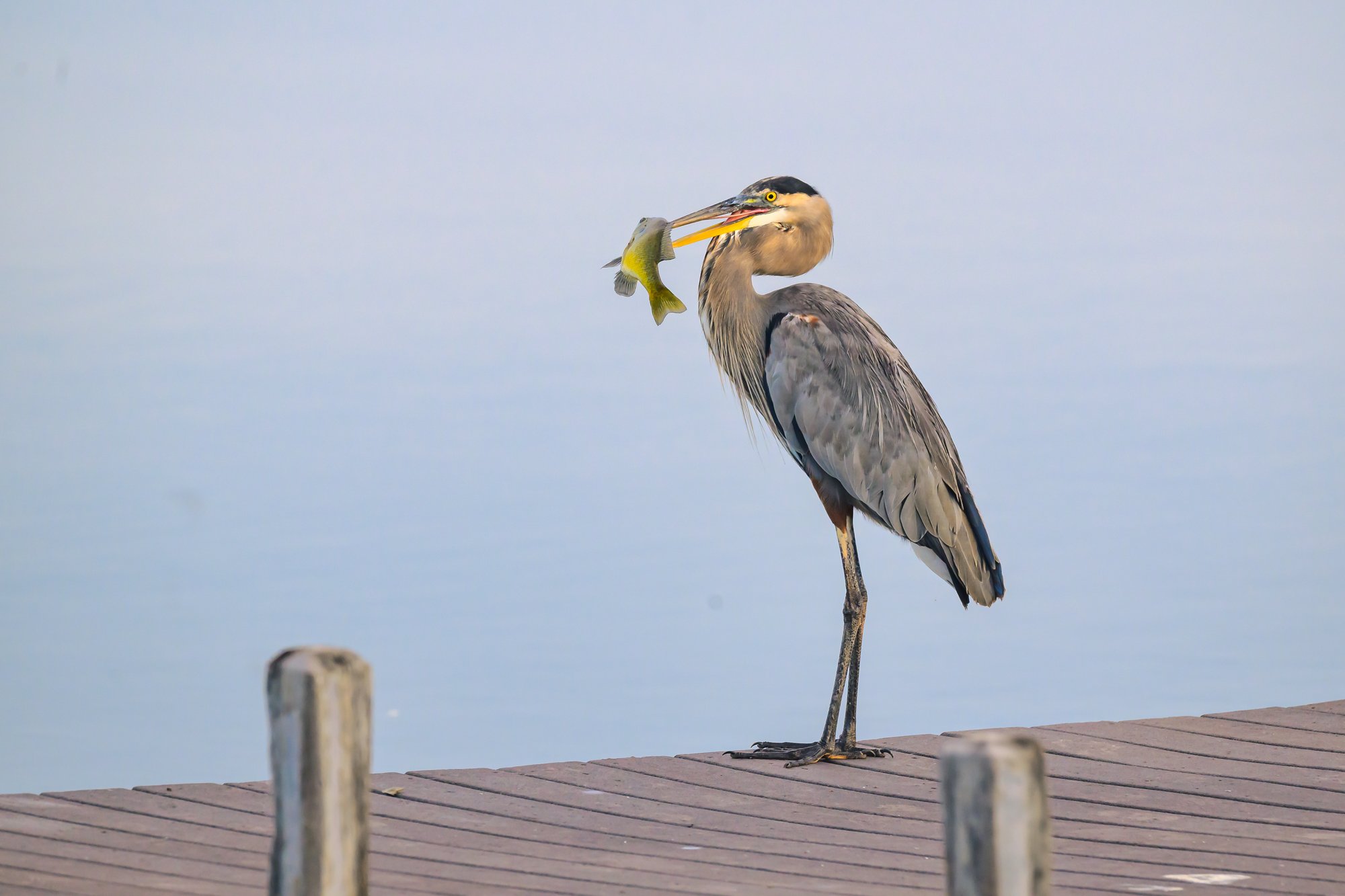 Great Catch!