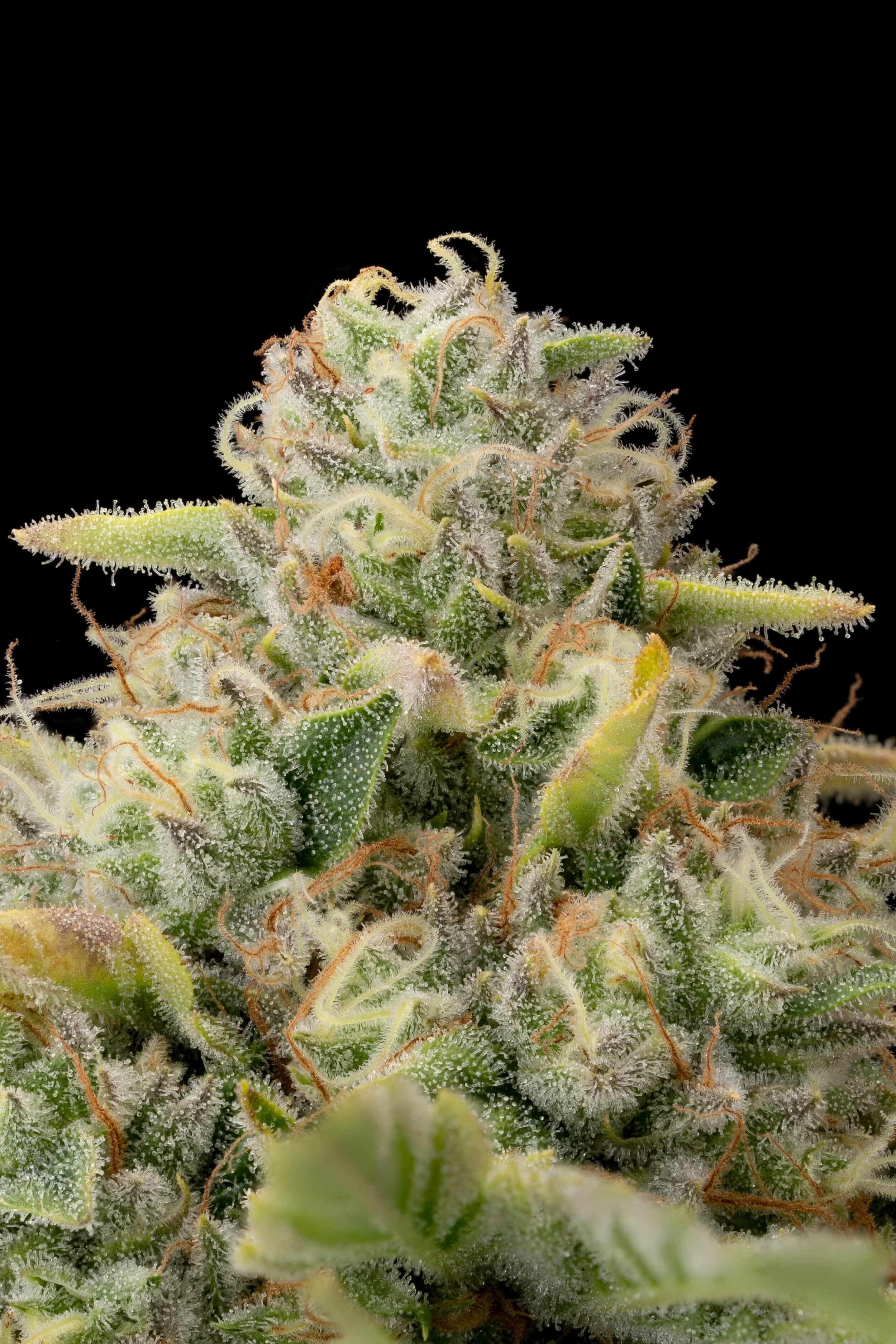 OZ KUSH - WONDERBRETT
