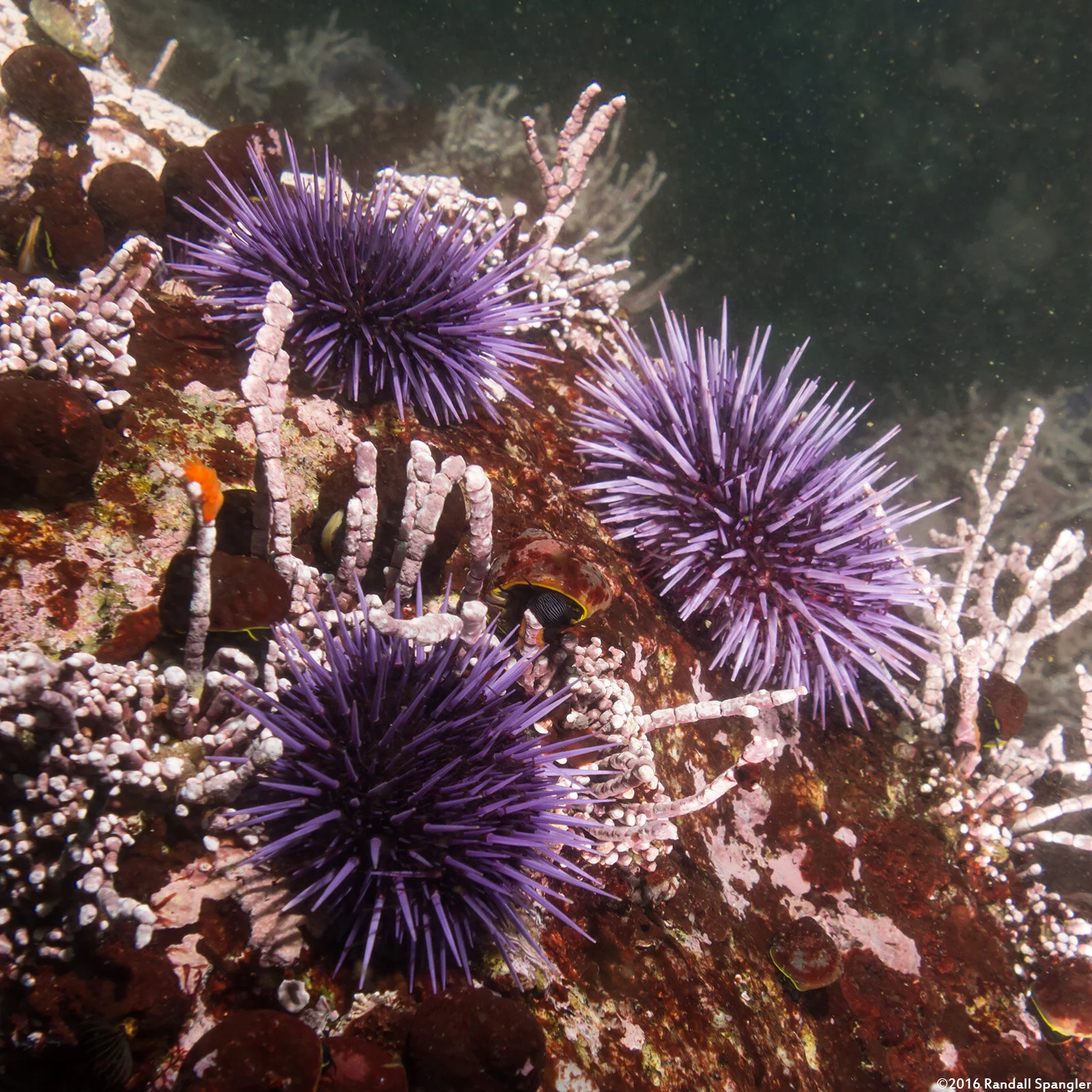Purple Sea Urchin