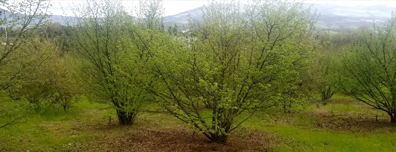 SuccessfulOrchard.Head.jpg