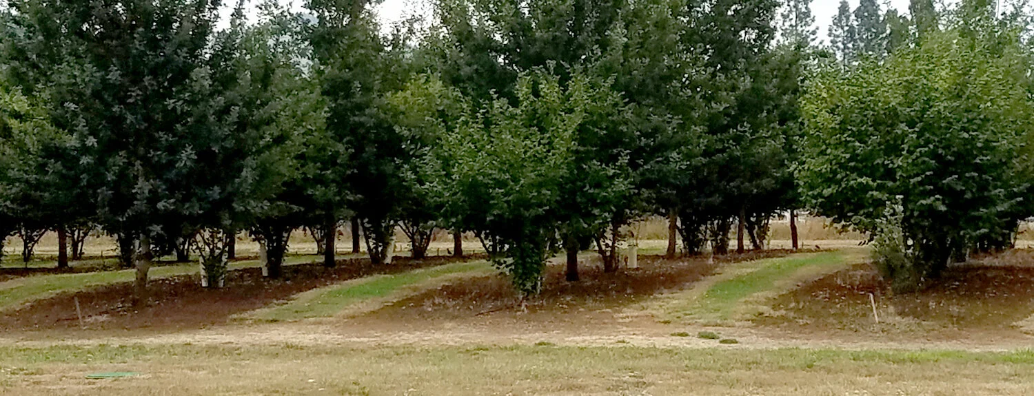 NWT.TruffleOrchardMaintenance.jpg