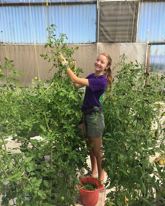 We have a new addition to the greenhouse crew and market worker. Say hi to Laurel. She is a student at CWU.