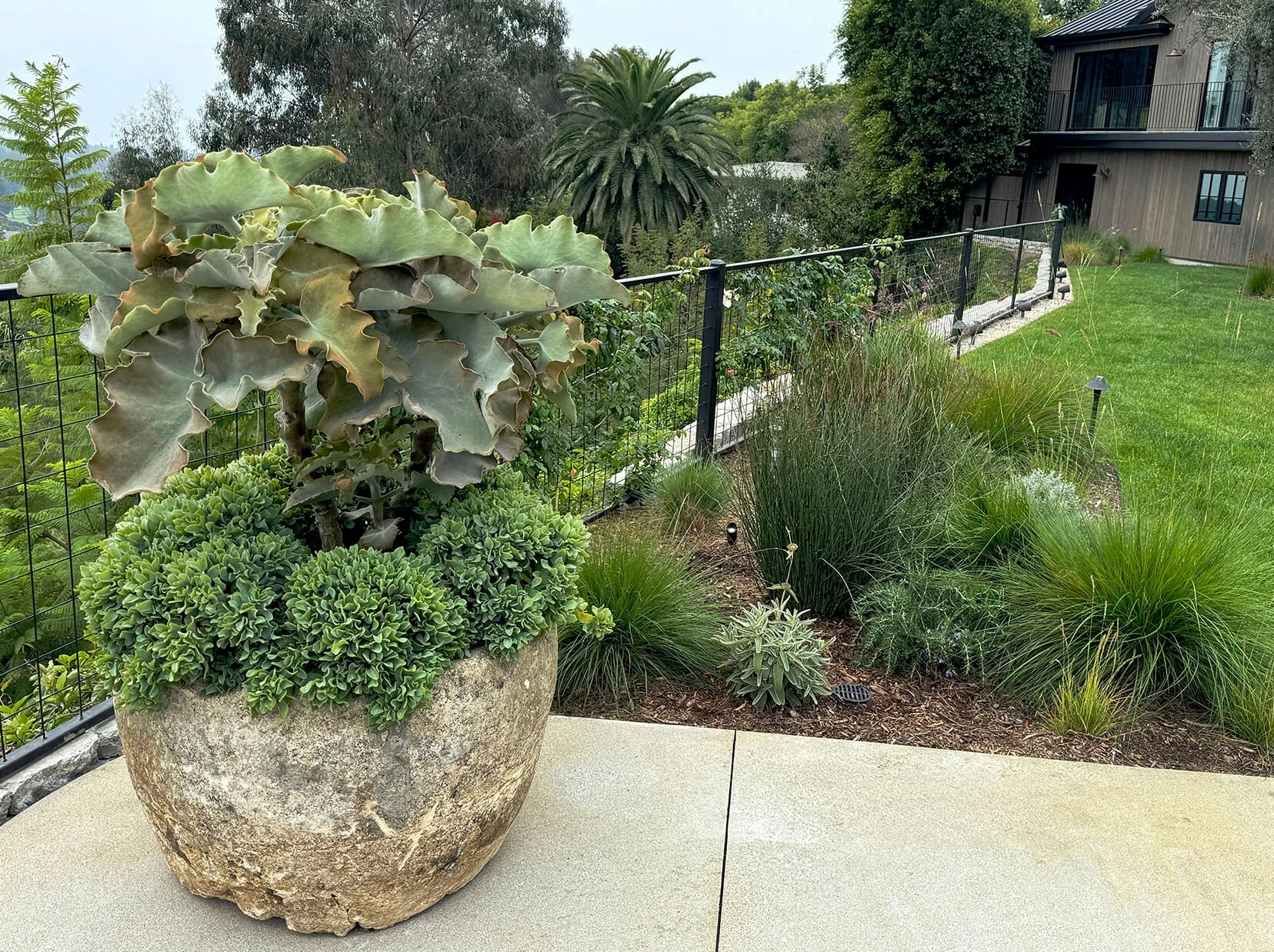 2 Backyard.jpg