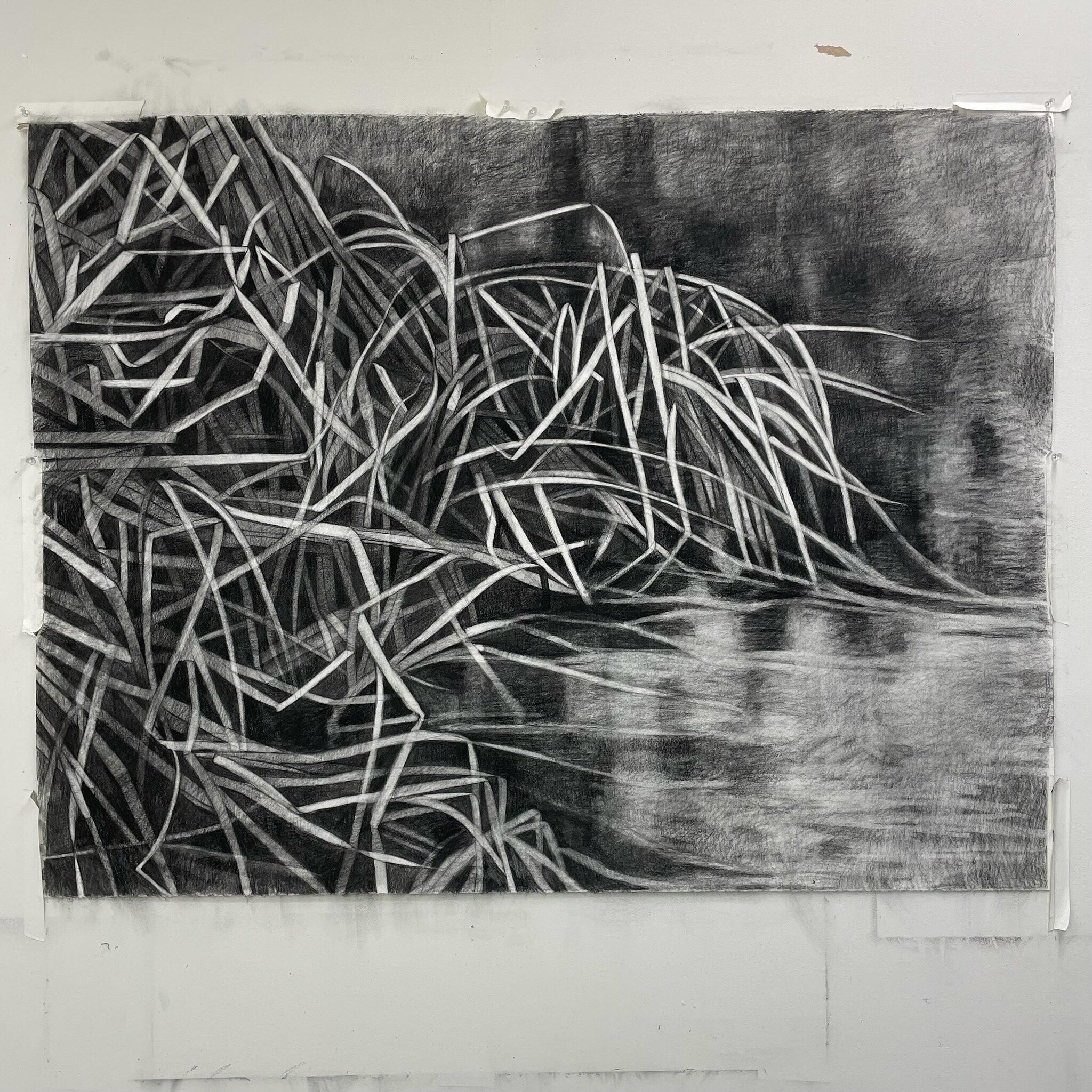 Work in progress, cattail reeds, 
charcoal on paper. 
#cynthiawiningsartist 
#cynthiawiningsgallery 
#studioview 
#artistrungallery 
#contemporarydrawing 
#wip
#stonehengepaper 
38 x 50 inches