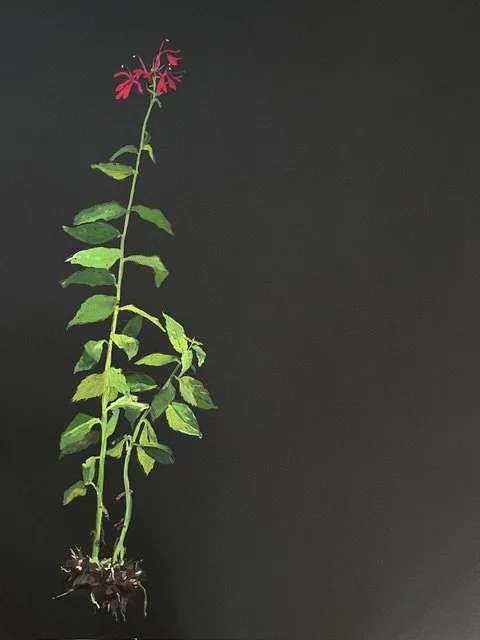 Lobelia cardinalis 2025 j.e. paterak copy.jpeg