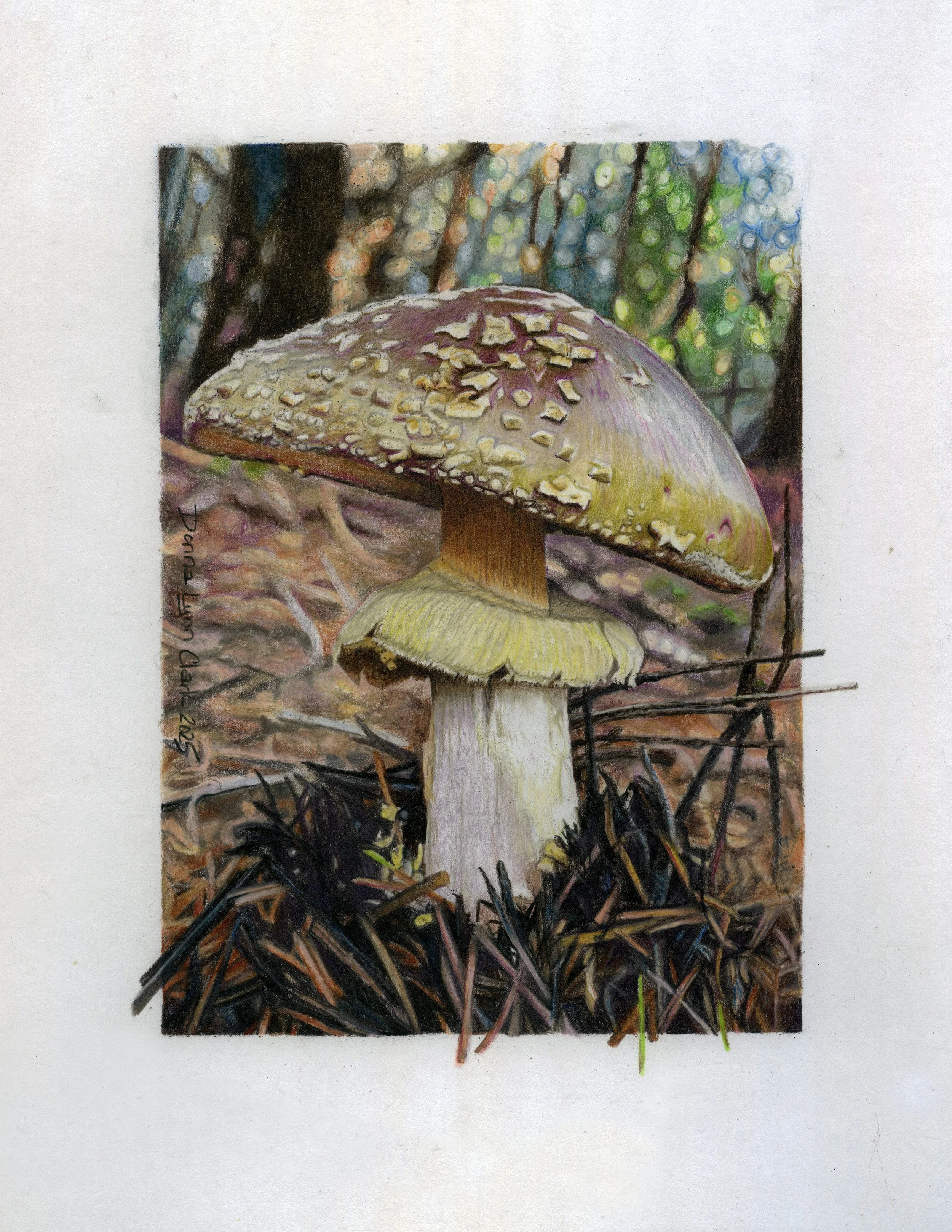 "Forest Fancies II"