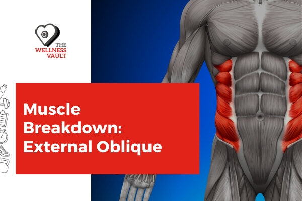 external and internal obliques