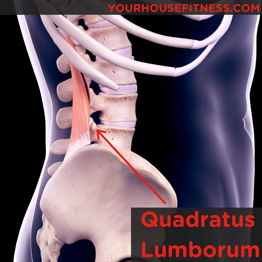 Quadratus Lumborum Position
