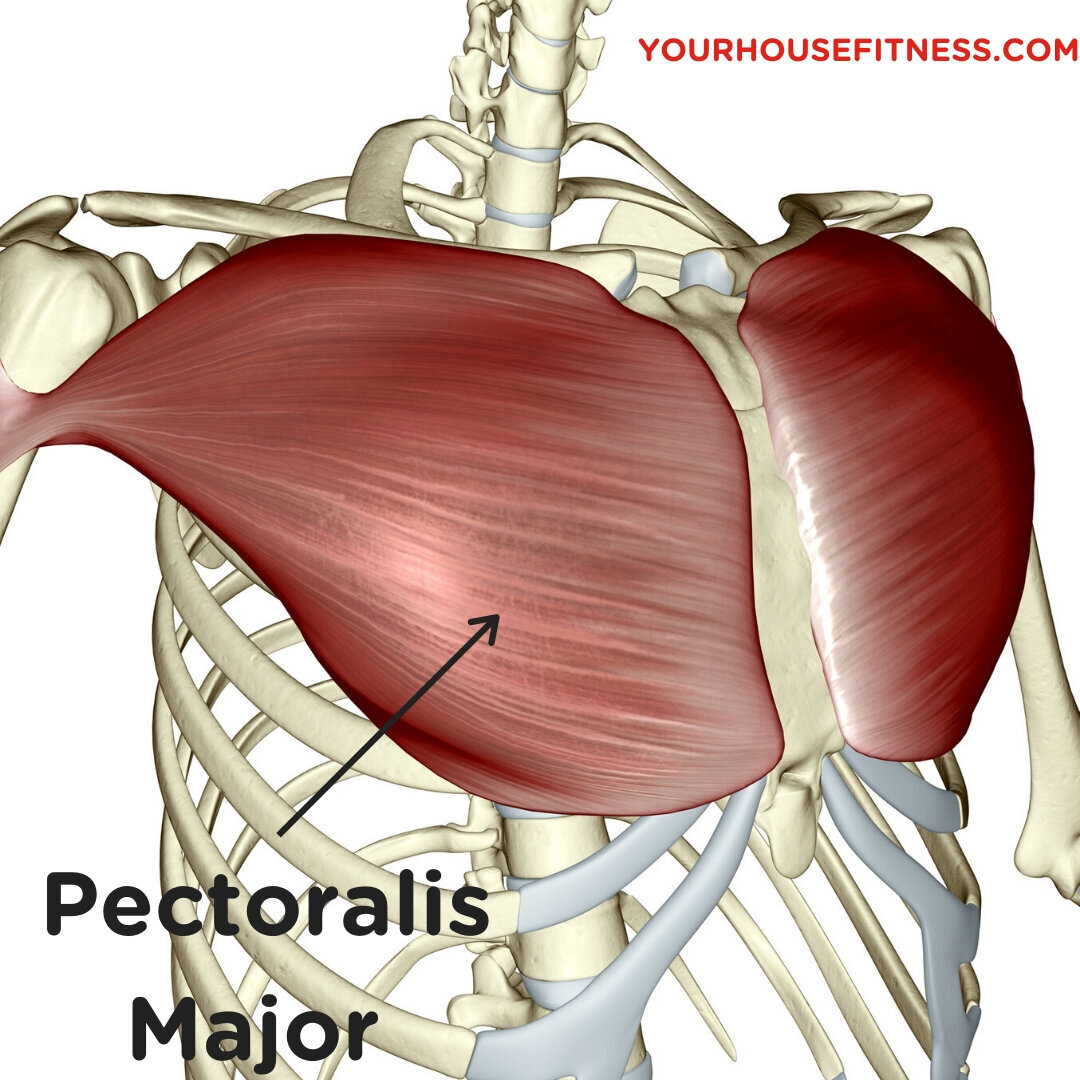 Upper Chest Muscles Anatomy - 7 Best Upper Chest Workouts Exercises Old