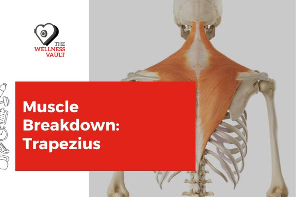 Trapezius Stretches: Loosen Tight Traps - Shoulder Pain Explained