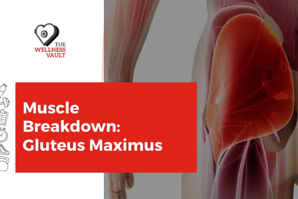 Muscle Breakdown: Gluteus Maximus