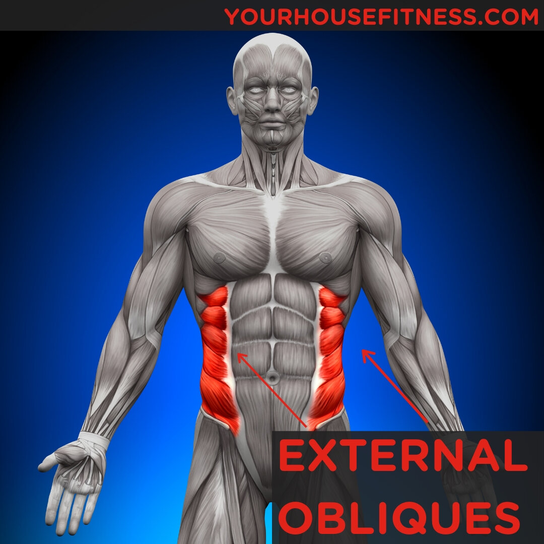 external and internal obliques