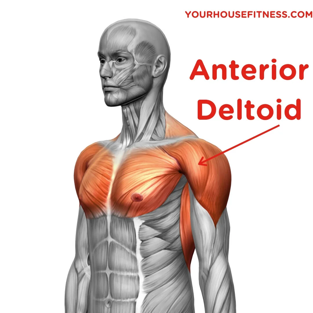 https://images.squarespace-cdn.com/content/v1/5ebef943272c1041d83b1d15/1590177449617-S0FV8E560EHBBFFVNYZO/Anterior%2BDeltoid%2BMuscle