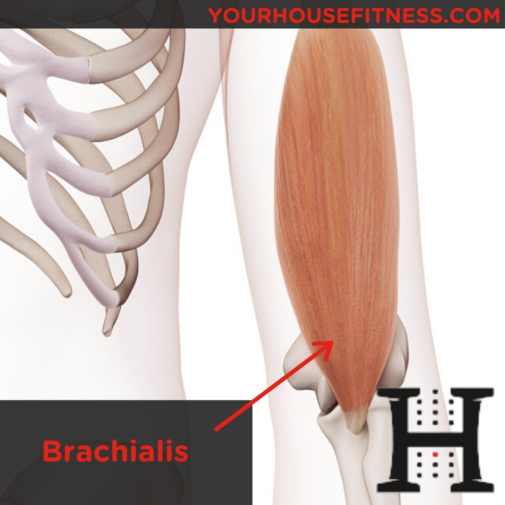 Æsel Næste Virkelig Muscle Breakdown: Brachialis | Your House Fitness