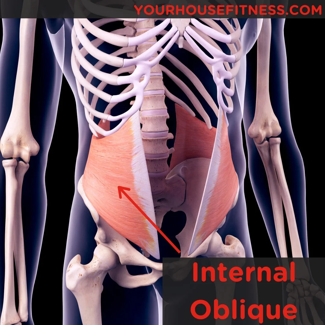 Oblique Abs Anatomy At Misty Orth Blog Oblique Abs Anatomy At Misty Orth Blog