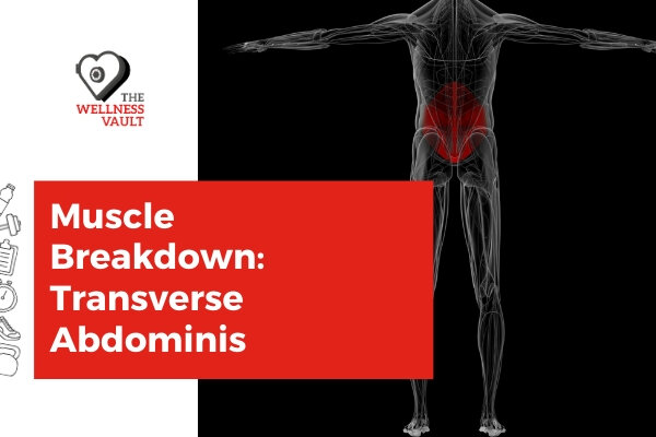 Transverse Abdominis