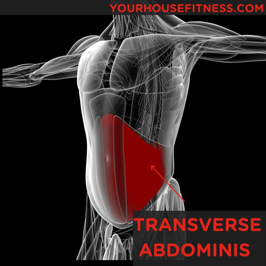 transverse abdominis model