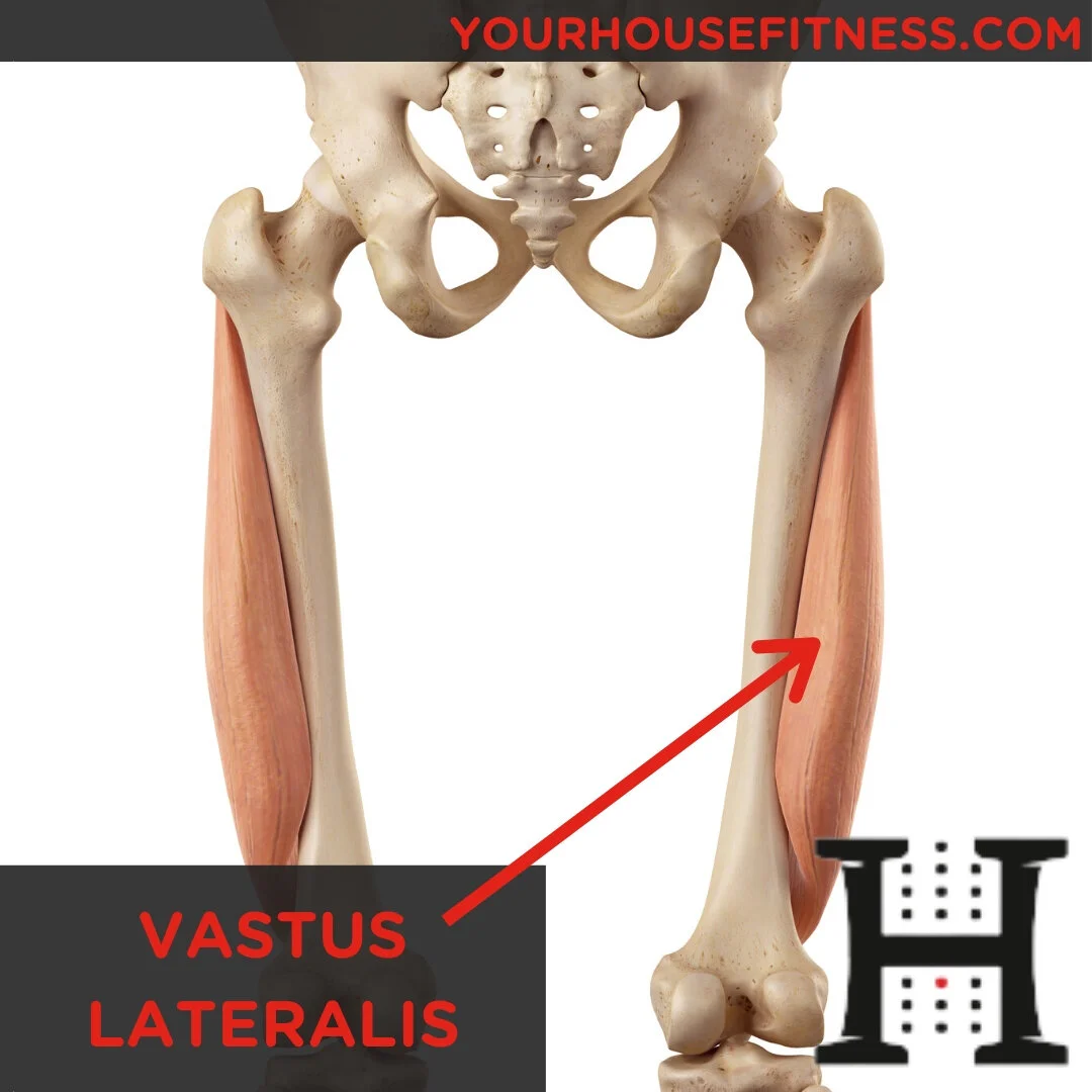 Muscle Breakdown: Vastus Lateralis