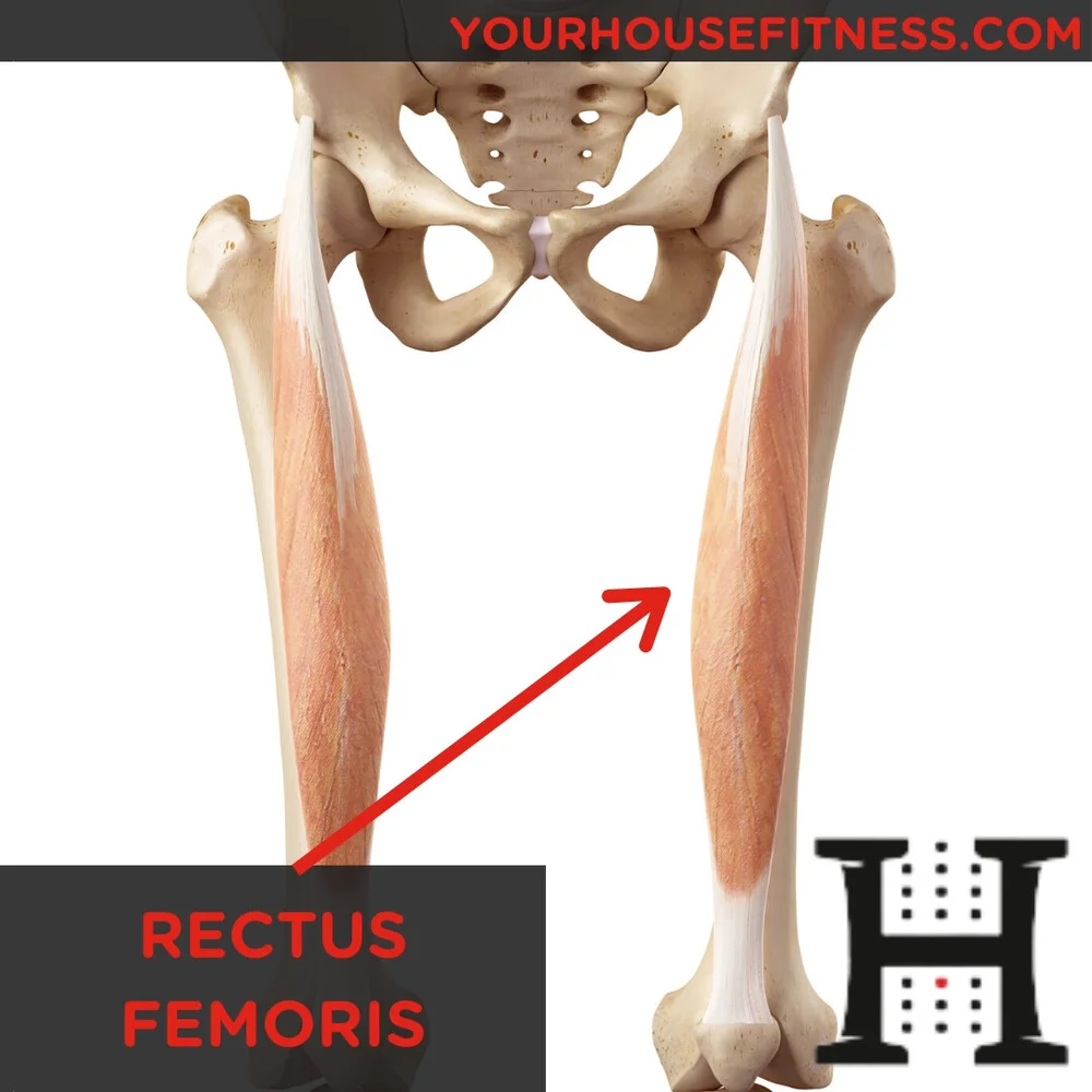 Muscle Breakdown Rectus Femoris