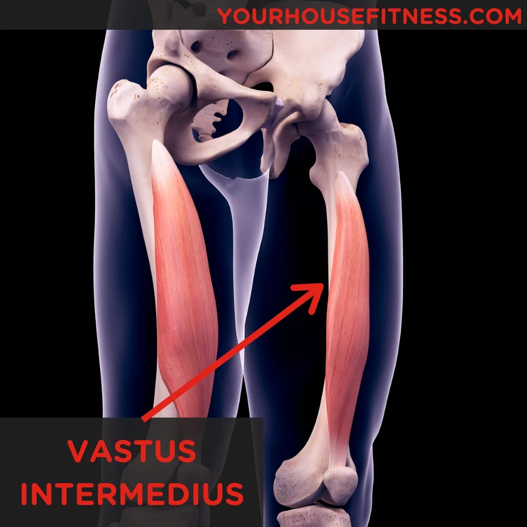 Musculus_Vastus_Lateralis – Musculus Vastus Intermedius – LPKMIP