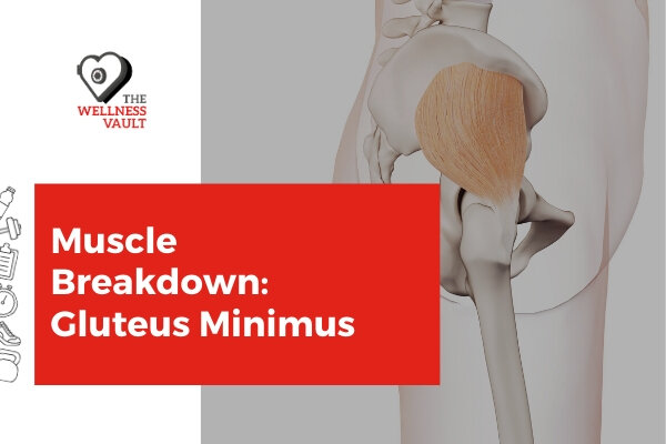 Muscle Breakdown: Gluteus Maximus