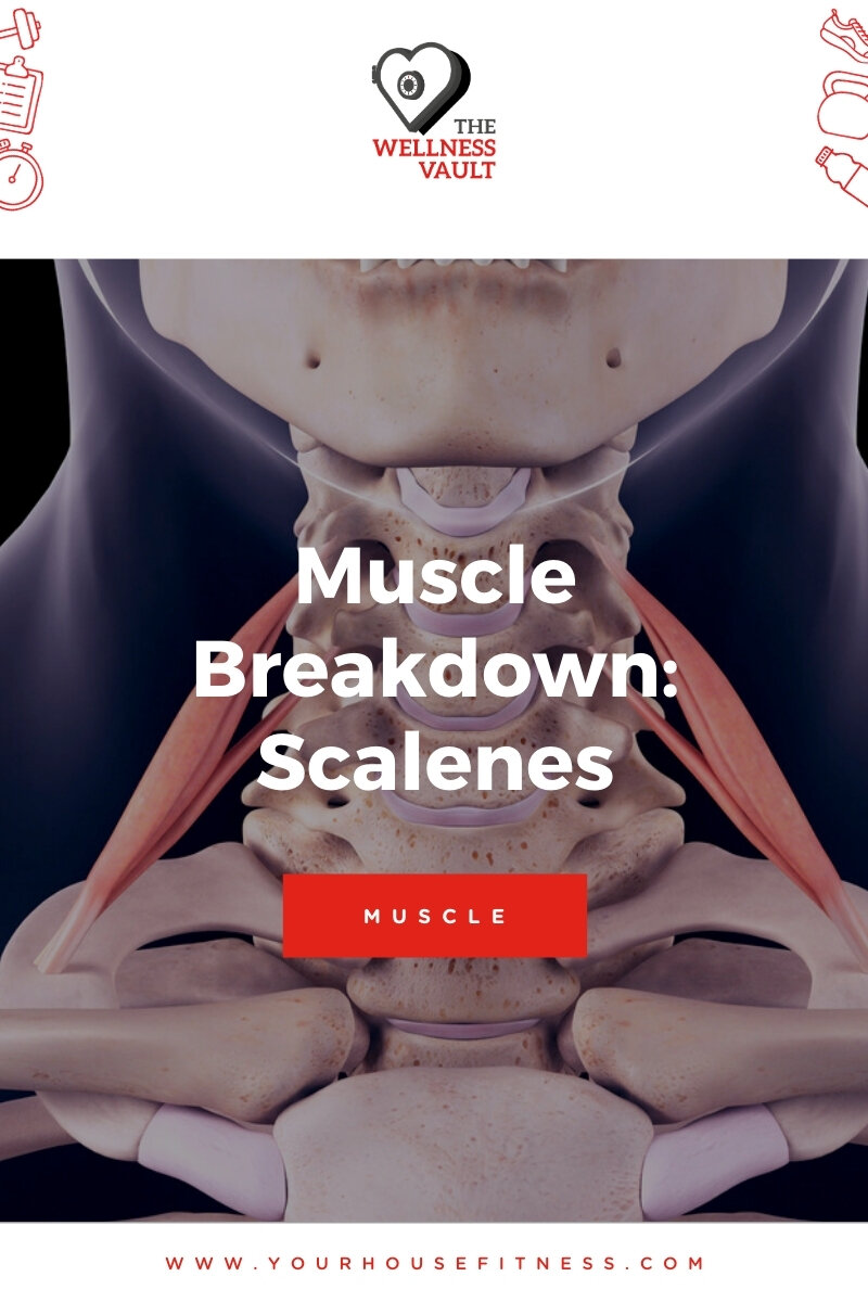 Muscle Breakdown Scalenes