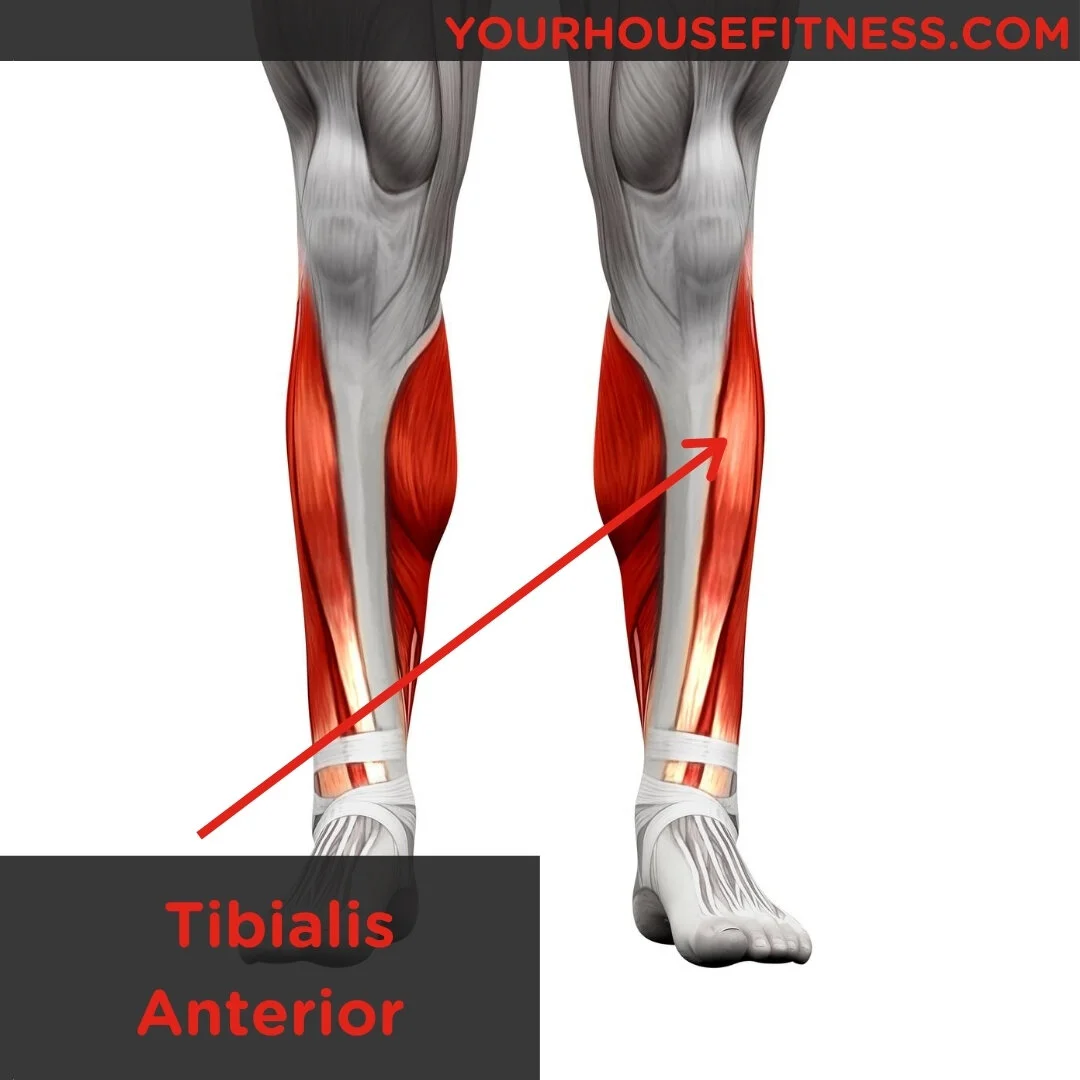 Tibialis anterior muscle strengthening exercises hotsell