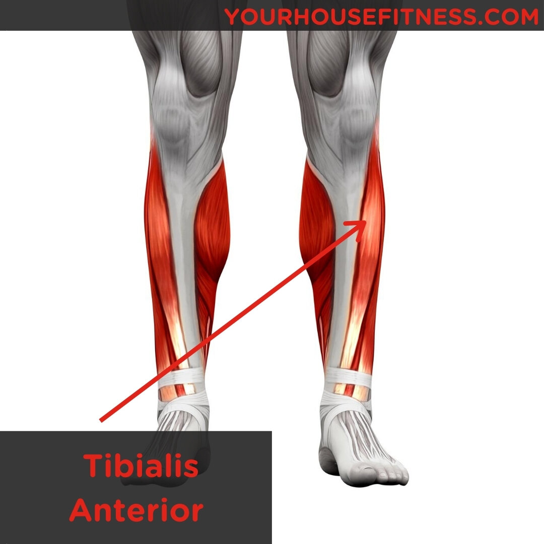 Muscle Breakdown: Tibialis Anterior