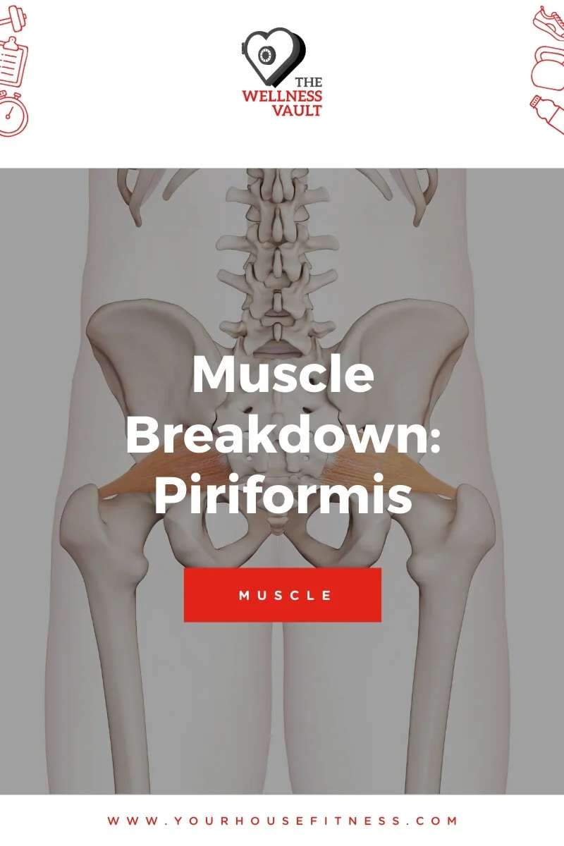 Muscle Breakdown Piriformis