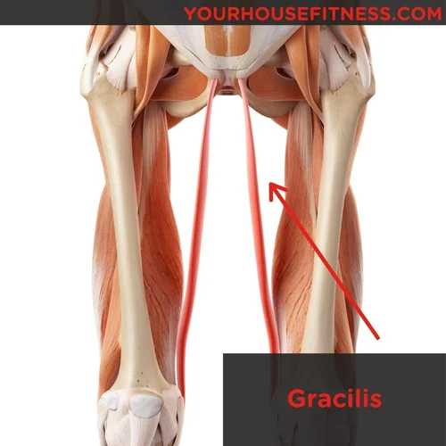 Muscle Breakdown: Gracilis