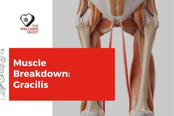 gracilis muscle origin