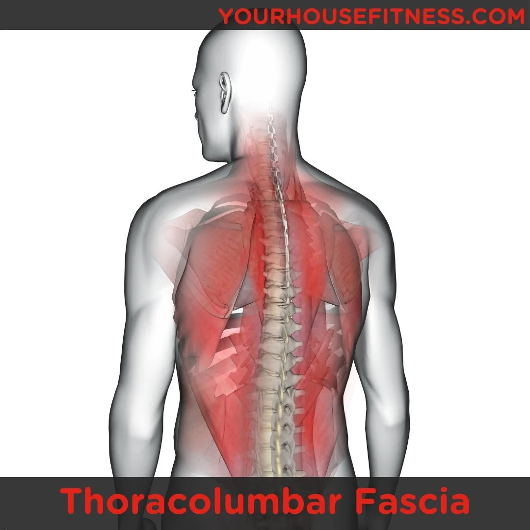 Muscle Breakdown Thoracolumbar Fascia muscle-breakdown-thoracolumbar-fascia