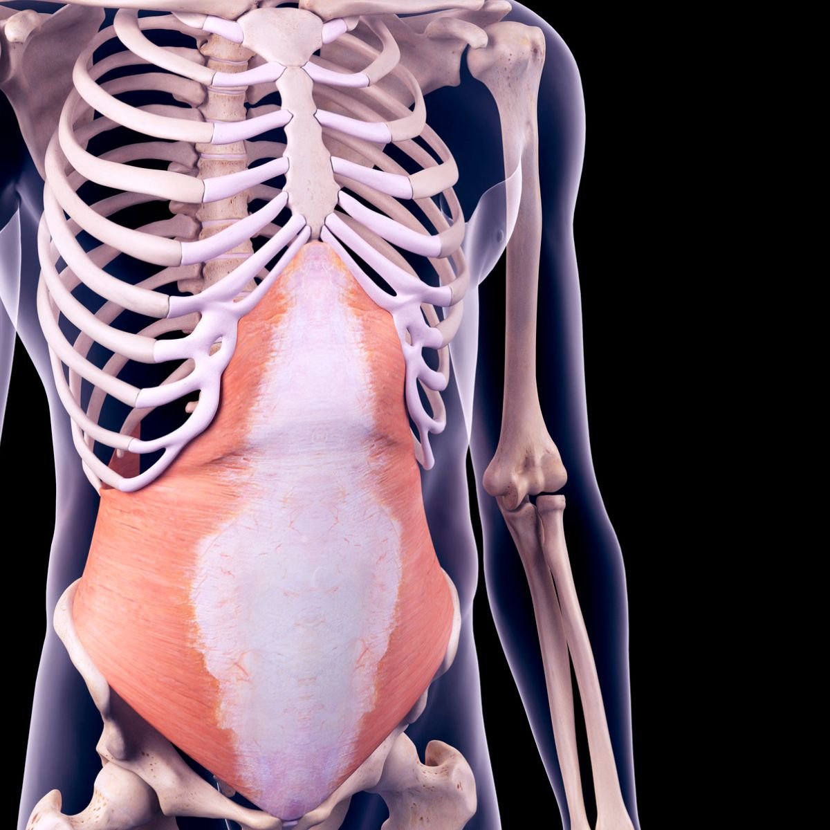 El Transverso Abdominal: Tu Guía Completa para un Núcleo Fuerte