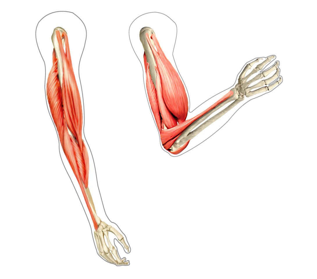 Todo sobre el Braquial Anterior: Cómo Entrenarlo y Por Qué es Importante
