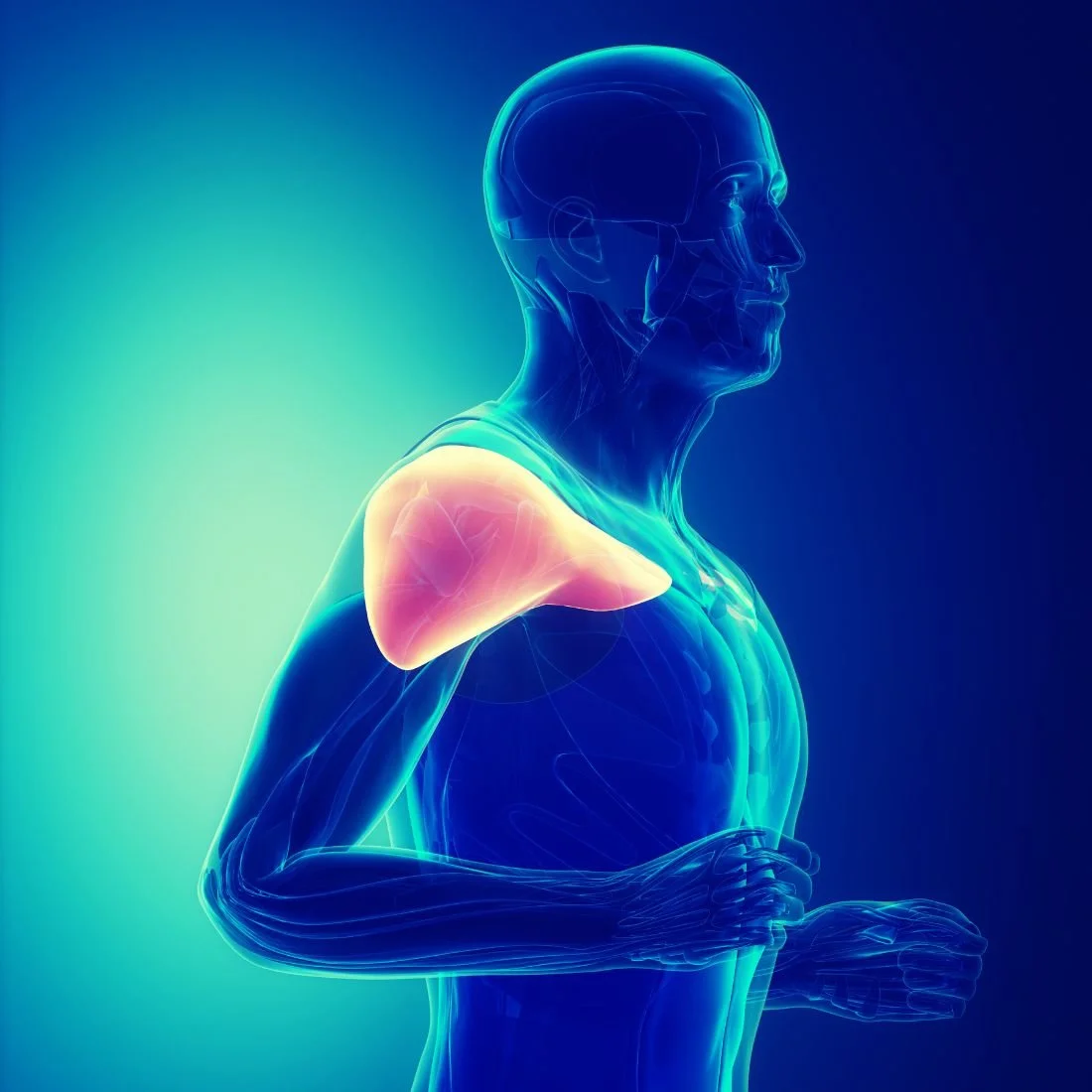 Ключевая Роль Дельтовидная мышца в Подвижности Плеча