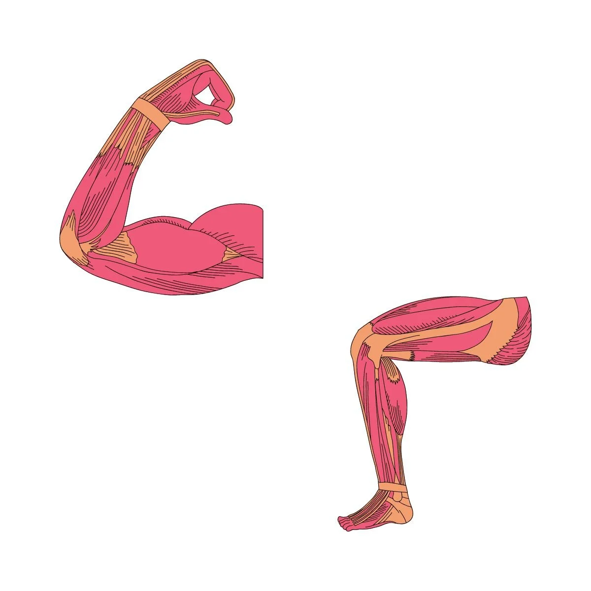 Masa Muscular Esquel tica De Qu Est Formado El M sculo Masa Muscular Esquel tica De Qu Est Formado El M sculo
