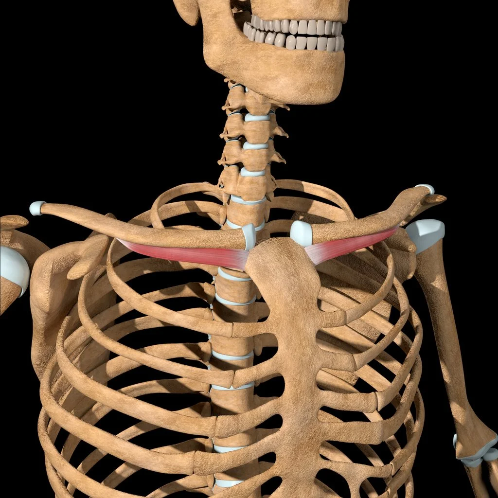 Muscle Breakdown Subclavius Muscle Breakdown Subclavius