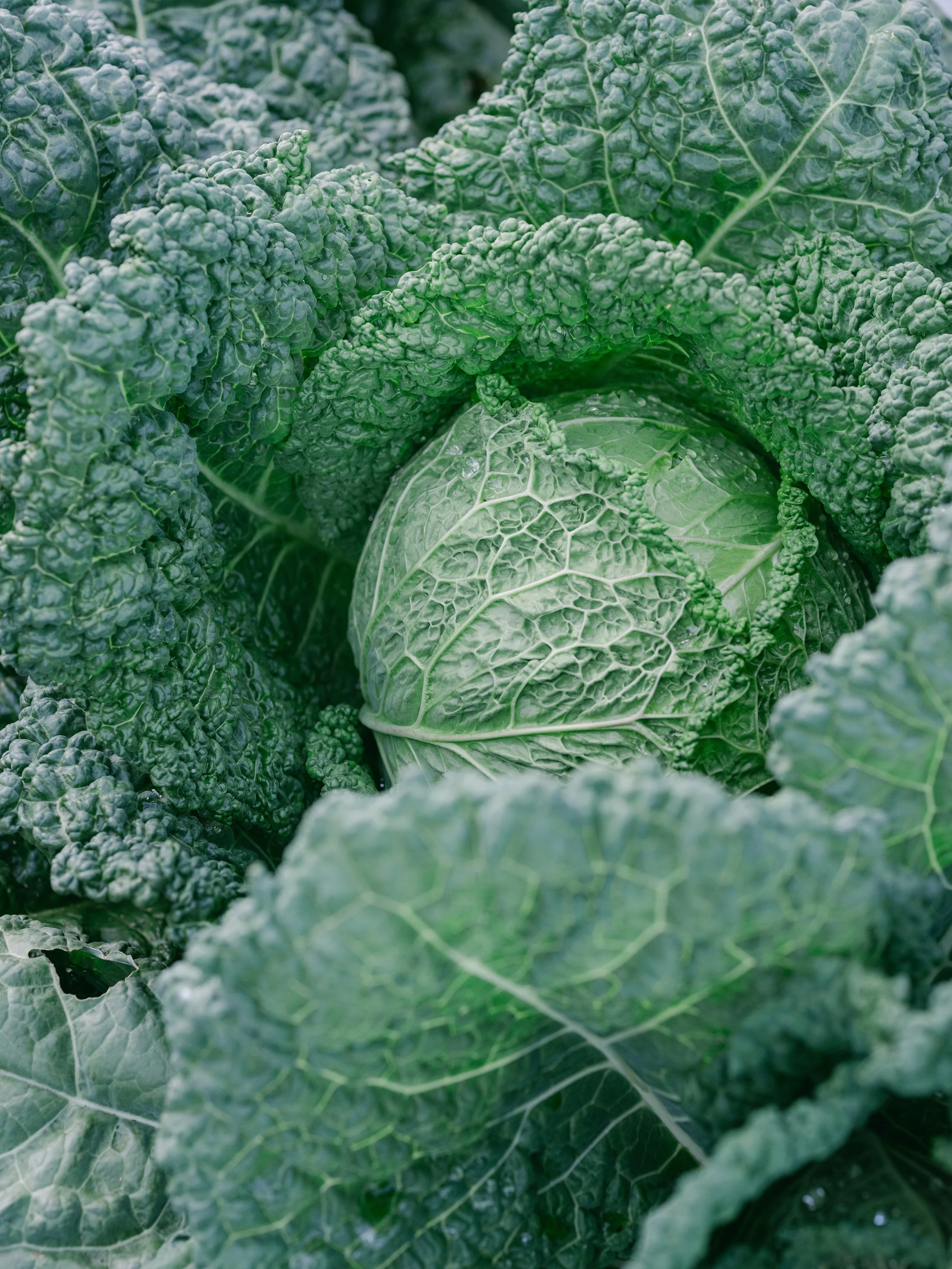 We have a particular fondness for cabbages. There&rsquo;s something particularly captivating about them, from their sculptural beauty in the garden to their endless possibilities in the kitchen.  It&rsquo;s only fitting that a cabbage holds a promine