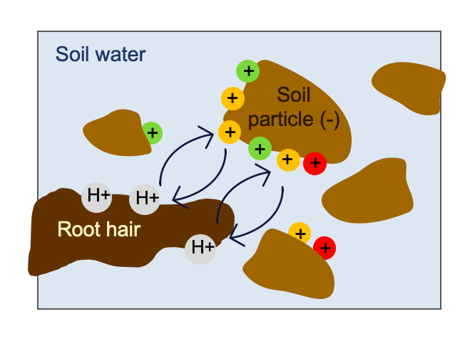 soil CEC illustration.png