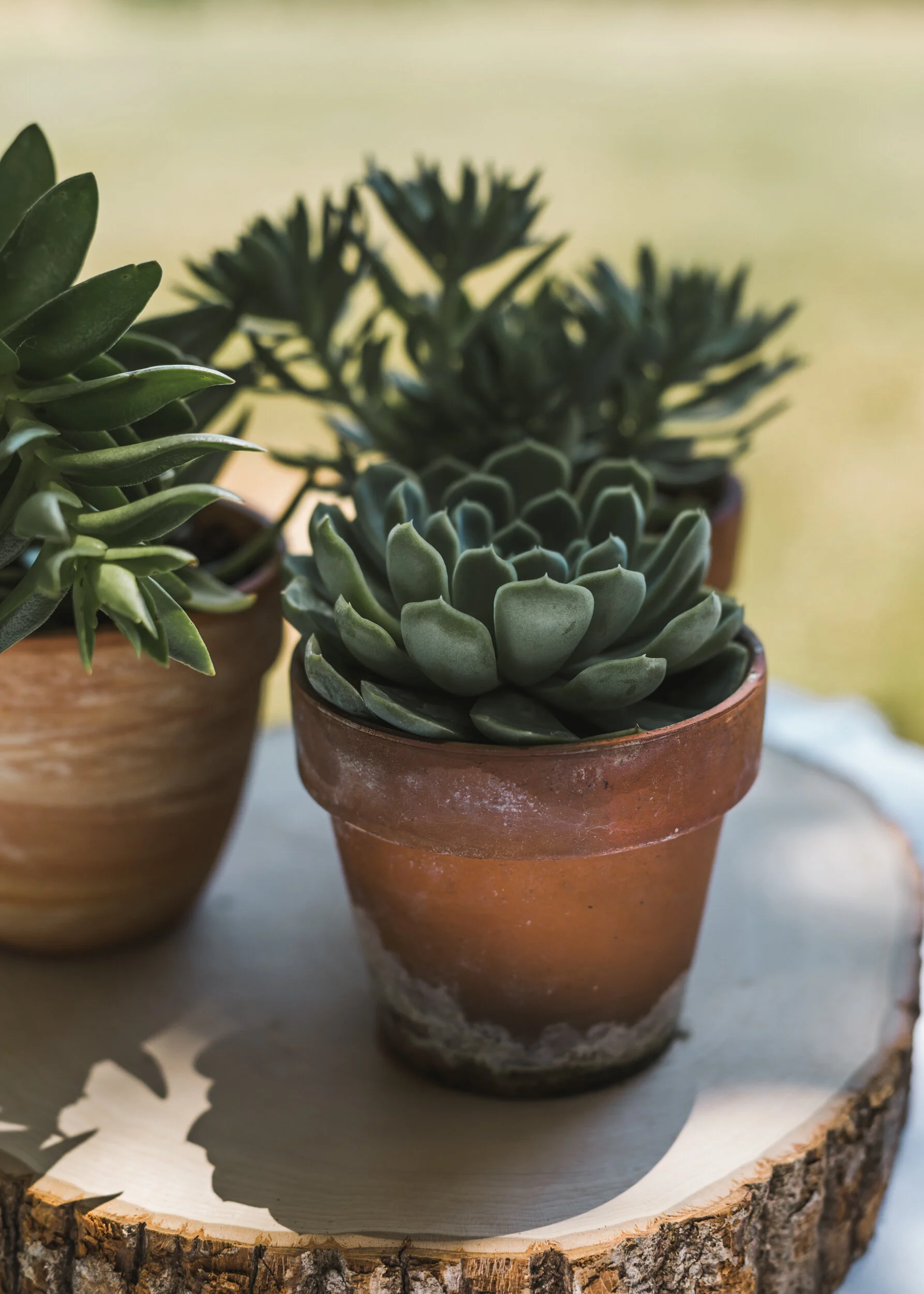 Succulent Wood Centerpiece | Backyard Country Michigan Wedding | Milan Farm | Michigan Wedding Photographer | Blue Bridesmaid Dresses
