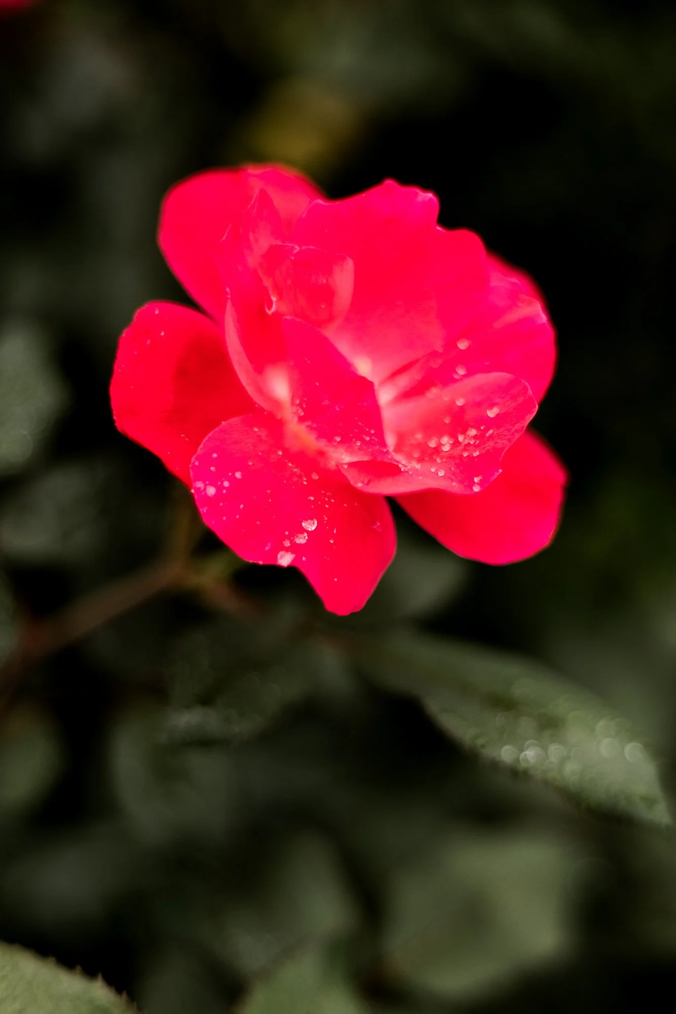 close-up-of-deep-pink-rose-with-raindrops-on-petals