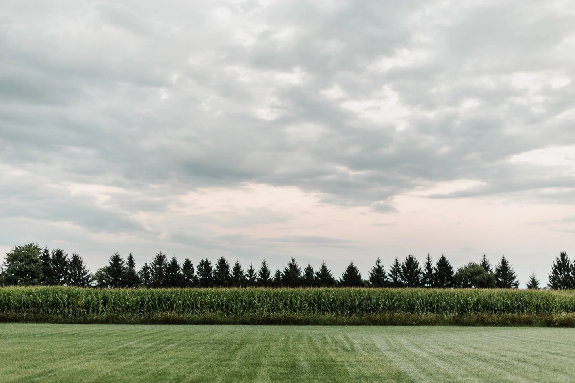 wide shot of corn field during sunset at bloom and bower in rising sun ohio