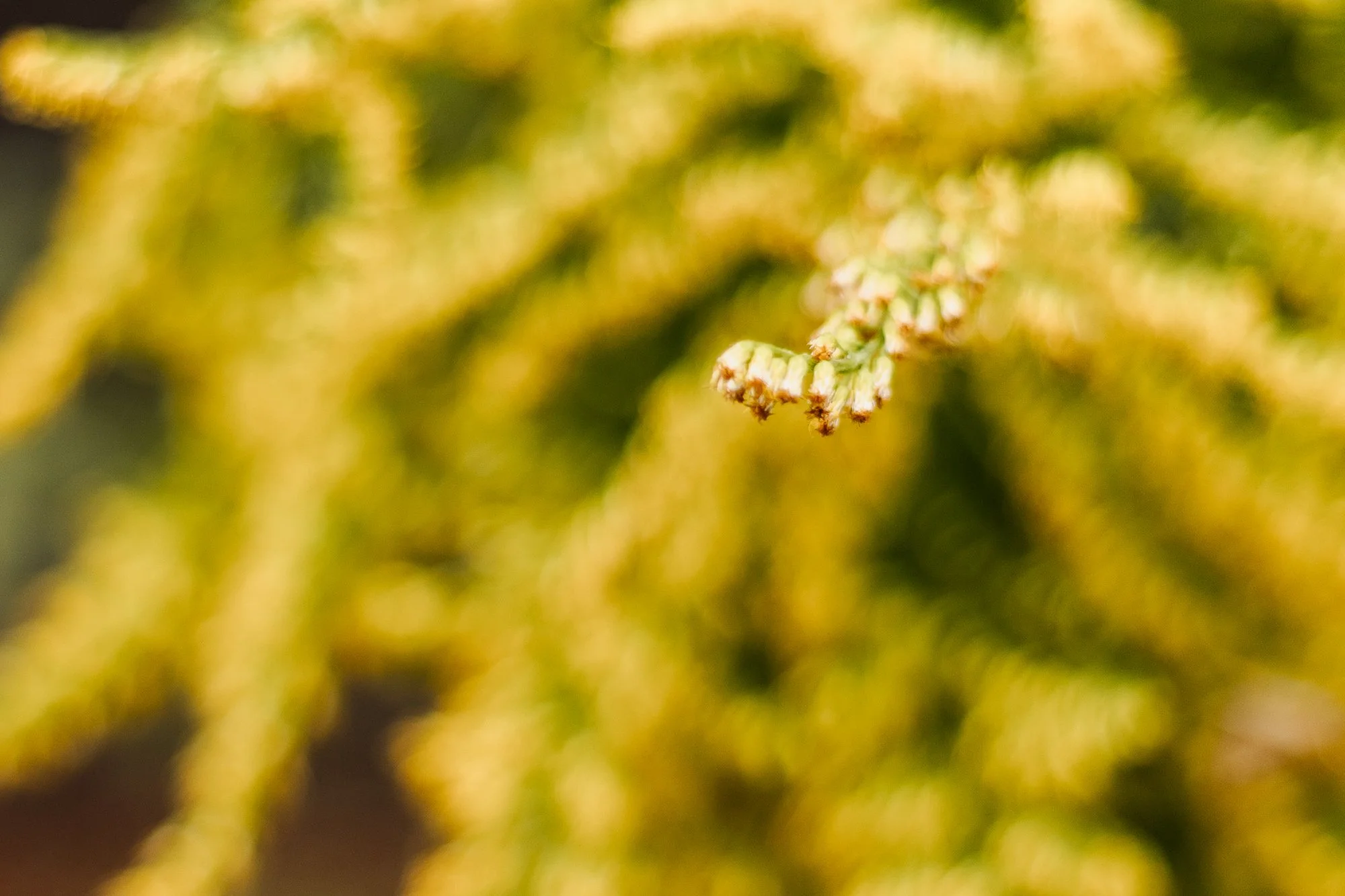 Close up of golden rod at Bloom and Bower wedding venue