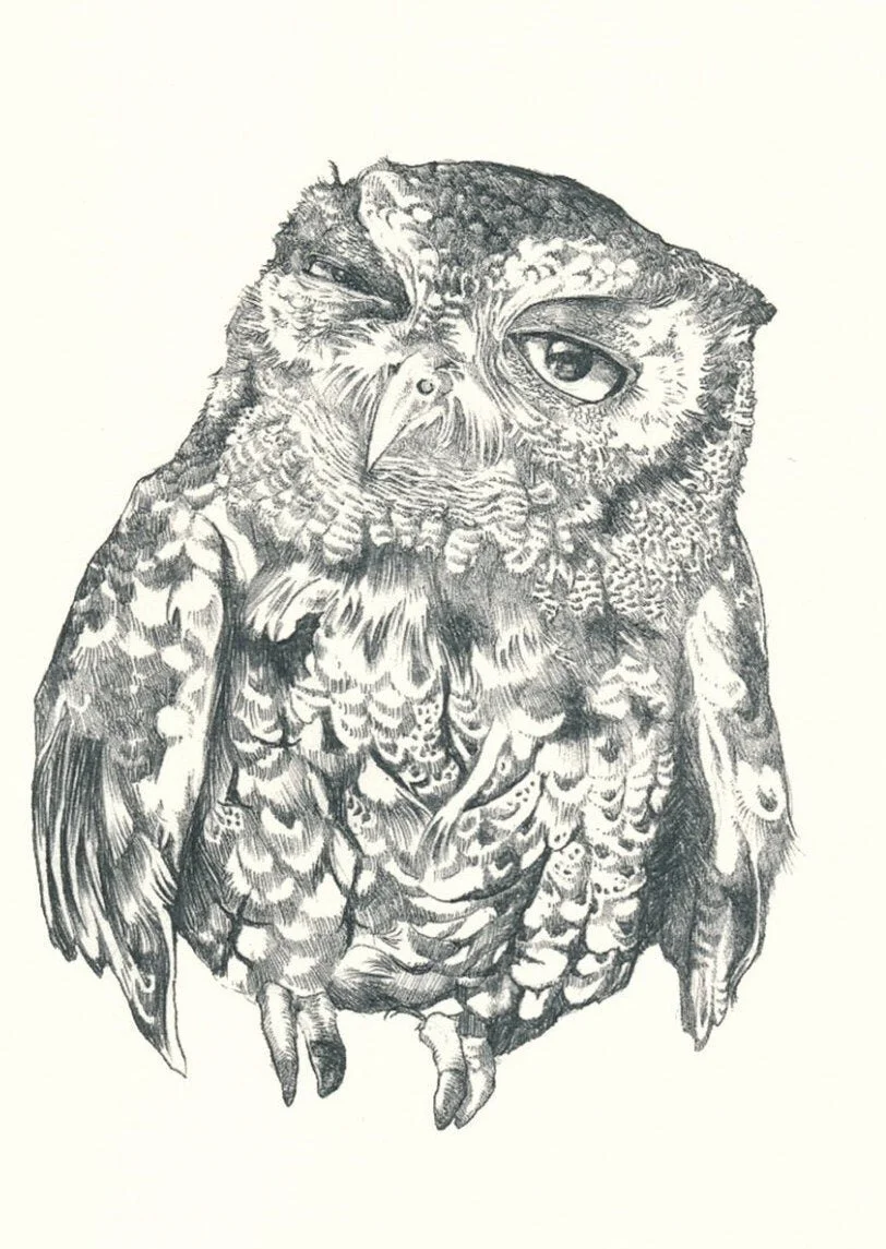 owleyeball.jpg