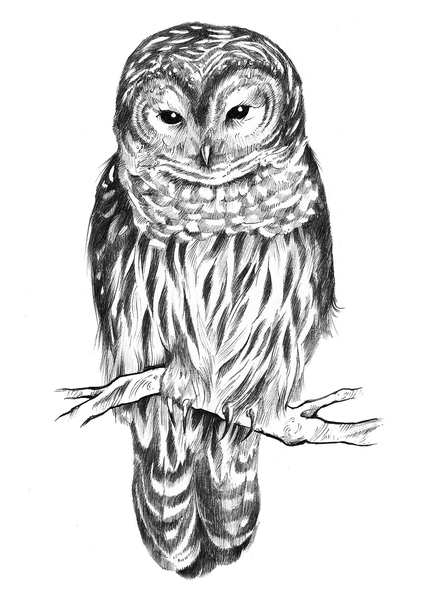 Owl tattoo Art Board Print for Sale by TourDePassion  Redbubble